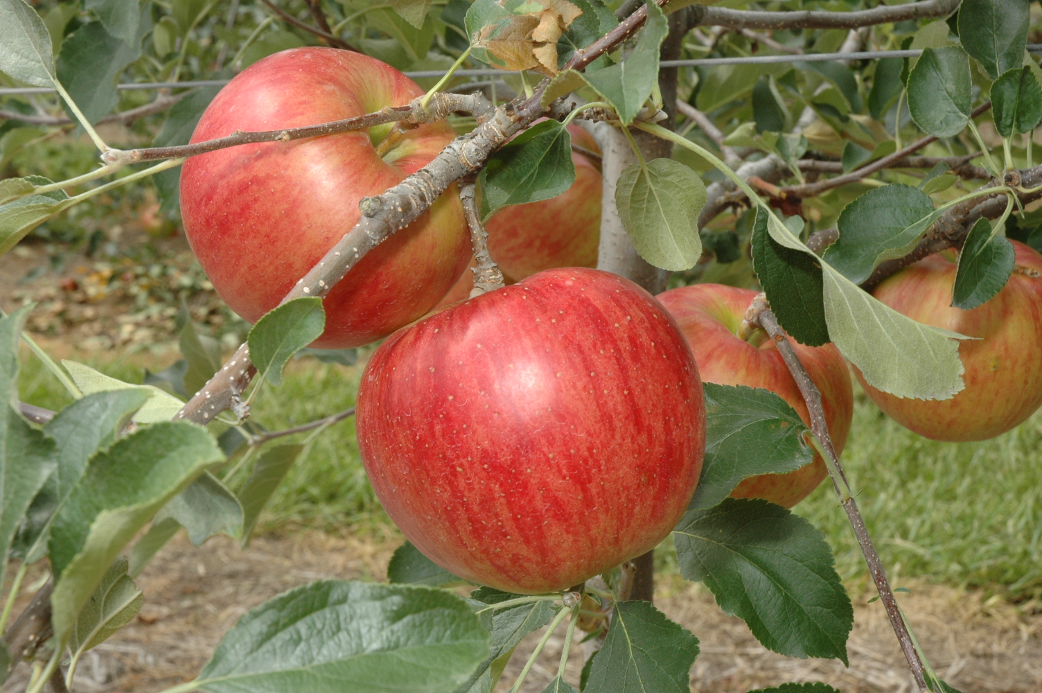 安曇野産りんご「サンつがる」優１８玉５ｋｇ
