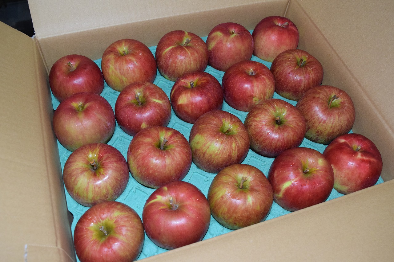【家庭用】安曇野産りんご「サンつがる」１８玉５ｋｇ